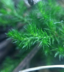 Selaginella weatherbiana