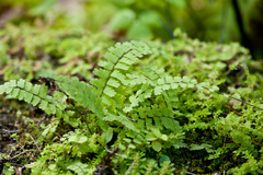 Adiantum caudatum
