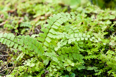 Adiantum caudatum