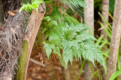 Rumohra adiantiformis