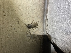 Enaphalodes hispicornis