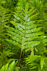 Microsorum scolopendria