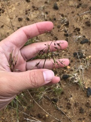 Deschampsia alpina