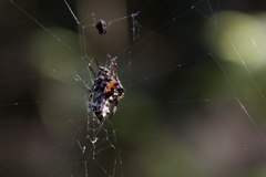 Verrucosa scapofracta