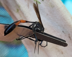 Ammophila macra