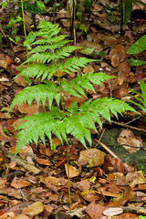 Rumohra adiantiformis