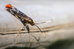 Synanthedon acerrubri