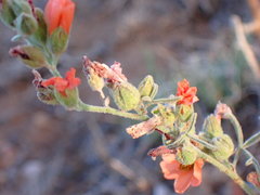 Sphaeralcea digitata