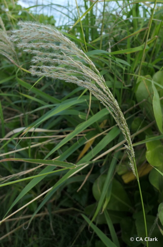 Digitaria insularis