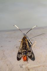 Synanthedon acerrubri