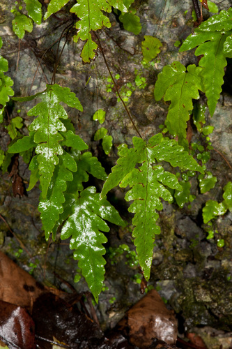 Tectaria fimbriata image