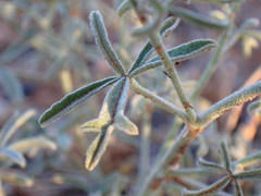 Sphaeralcea digitata