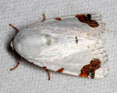 Chasmina pulchra