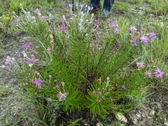Vernonia lindheimeri