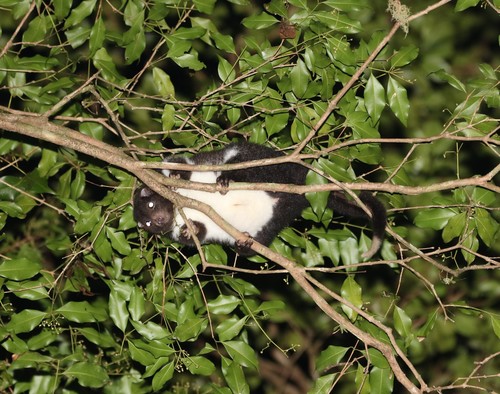 Herbert River Ring-tailed Possum