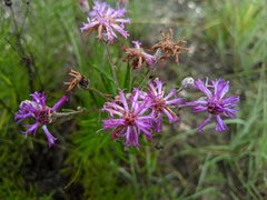 Vernonia lindheimeri