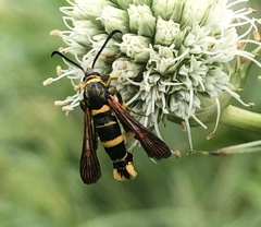 Synanthedon decipiens
