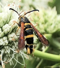 Synanthedon decipiens