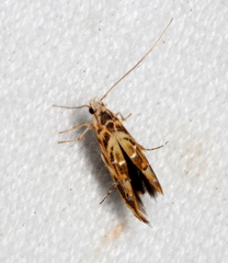 Trachydora chrysodoxa
