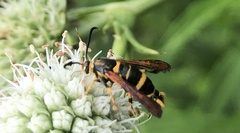 Synanthedon decipiens