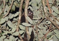 Hemibelideus lemuroides