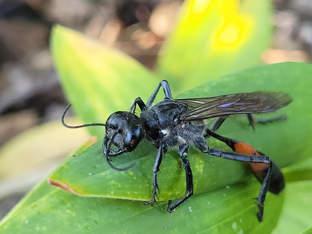 Ammophila macra