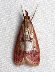 Syntonarcha vulnerata