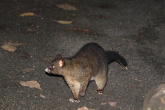 Trichosurus johnstonii