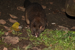 Trichosurus johnstonii