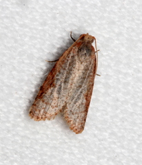Meritastis piperata