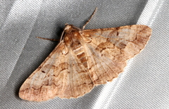 Gastrinodes bitaeniaria