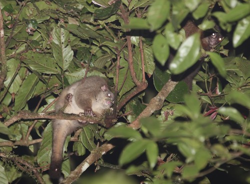 Lemur-like Ringtail