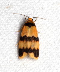 Stenoscaptia venusta