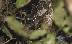 Hemibelideus lemuroides