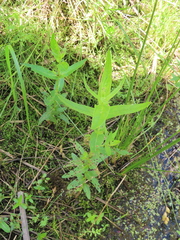 Lysimachia terrestris
