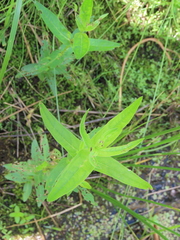Lysimachia terrestris
