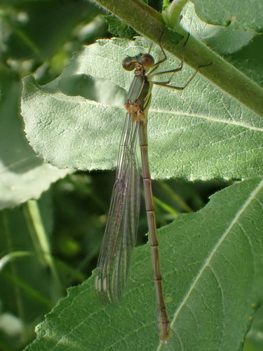Photo of Western Willow Spreadwing (Chalcolestes viridis)