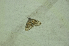 Dysstroma hersiliata