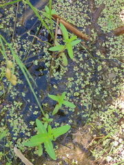 Lysimachia terrestris