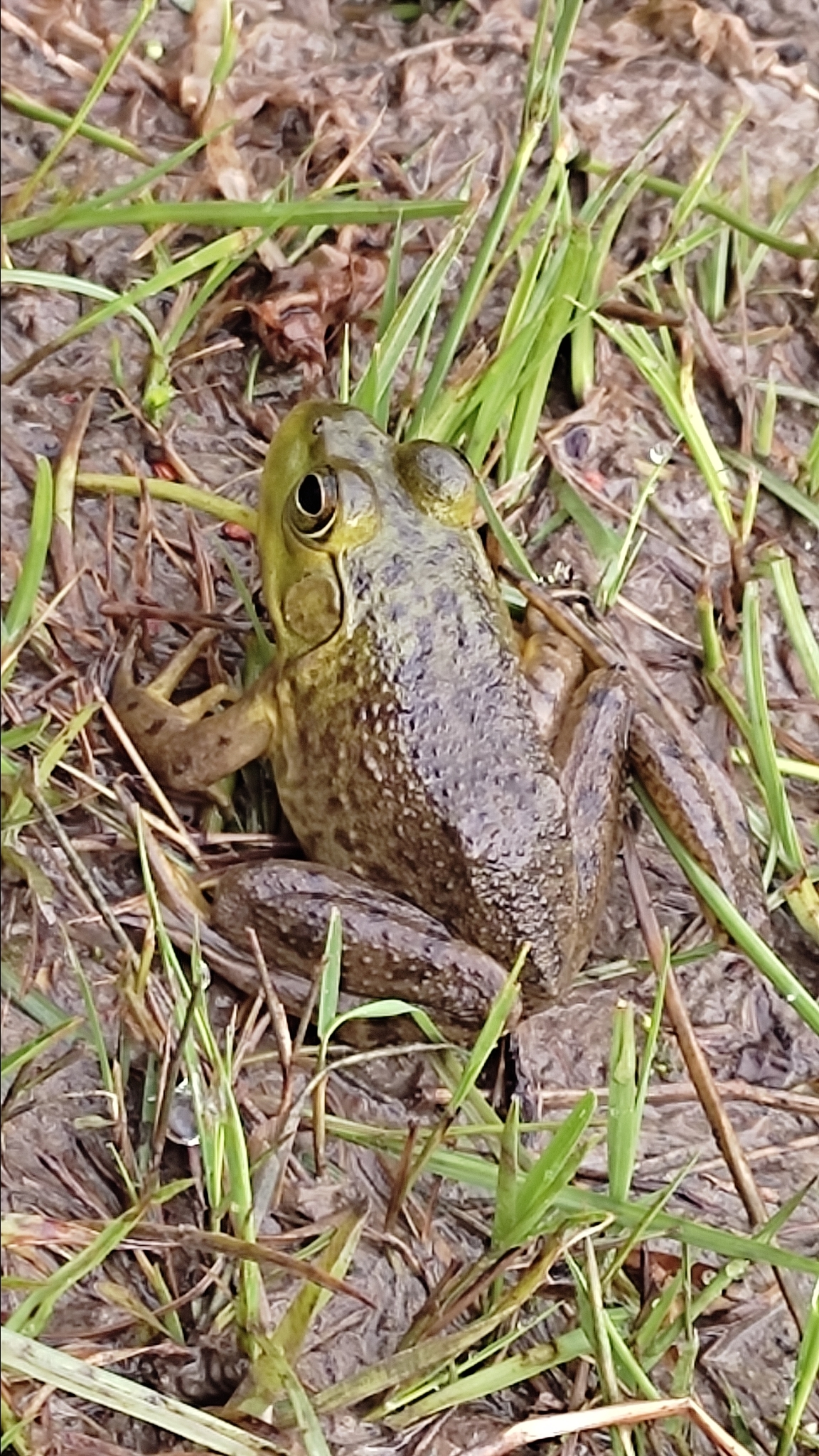 Lithobates catesbeianus image