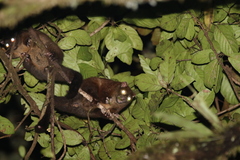 Hemibelideus lemuroides