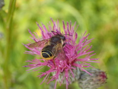 Megachile inermis