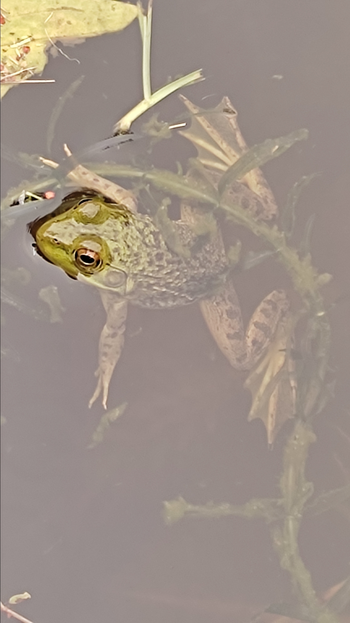 Lithobates catesbeianus image