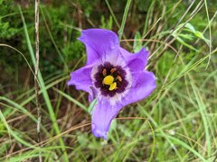 Eustoma russellianum
