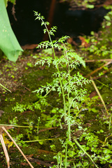 Image of Ceratopteris thalictroides