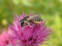 Megachile inermis