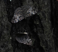 Hamadryas fornax