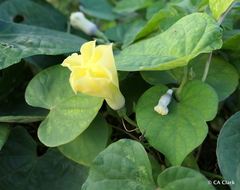 Ipomoea ochracea