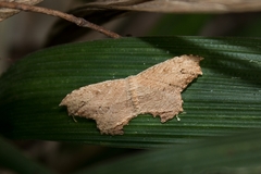 Schidax squamaria