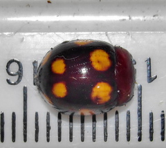Chrysolina clarki